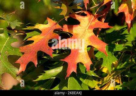 Pinieneiche, Blätter, Eiche, Quercus palustris, Sumpfeiche, Zweig, Herbst, Farbe, Blattwerk Stockfoto