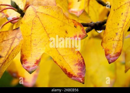 Gelbes Herbstblatt, Sassafras albidum, Teebaum, Gelbe Blätter, Nahaufnahme Stockfoto