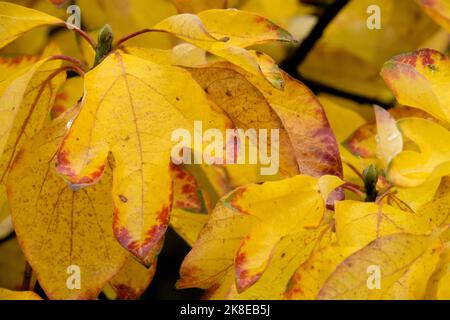 Laub, Blätter, Sassafras albidum, Jahreszeit, Teebaum, Farben, Zimtholz, Blattgelb im Herbst Stockfoto