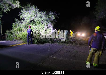 Santa Barbara, CA, Santa Barbara. 22. Oktober 2022. Ein Teil eines riesigen Eichenbaums fiel über die Paradise Road, am Eingang des Los Prietos Campground, im Santa Barbara County, im Los Padres National Forest Gebiet Samstagabend, 22. Oktober 2022, um 11:00 Uhr PST. Der abgestürzte Baum verursachte eine Straßensperre und stellte eine Gefahr für Autos dar, die in beide Richtungen fuhren. Die Feuerwehr des Landkreises Santa Barbara reagierte auf Anrufe von Nachbarn, indem sie den Baum, Gliedmaßen um Gliedmaßen, auseinandernahm. (Bild: © Amy Katz/ZUMA Press Wire) Stockfoto