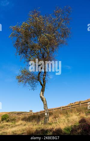 Auf dem Winter Hill auf den West Pennine Moors in der Nähe von Horwich überlebt ein eineinziger Baum die Strapazen des Lebens. Rivington Pike ist im Hintergrund. Stockfoto