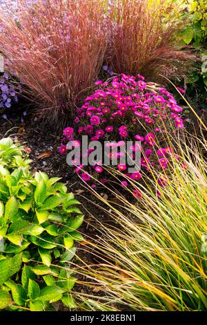 Gemischte Pflanzen im Herbstgarten Hydrangea Pennisetum Chrysanthemum Andropogon farbenfroher Herbstgarten Stockfoto