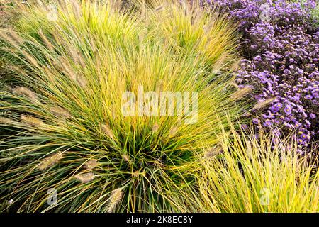 Herbstlaub Pennisetum alopecuroides Herbstgras verwandeln sich in gelbe Springbrunnen Purple Astern in der Gartenszene Ziergras Stockfoto