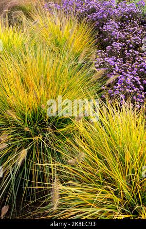 Herbst Pennisetum Alopecuroides Brunnen Gras, Garten Pennisetum Herbst Klumpen Gras Büschel Pennisetums Stockfoto