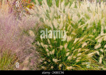Ziergräser Gartengrenze Herbst, Muhly Gras, Pennisetum Alopecuroides 'Gelbstiel', Muhlenbergia capillaris Stockfoto