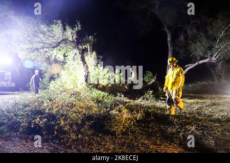 Santa Barbara, CA, Santa Barbara. 22. Oktober 2022. Ein Teil eines riesigen Eichenbaums fiel über die Paradise Road, am Eingang des Los Prietos Campground, im Santa Barbara County, im Los Padres National Forest Gebiet Samstagabend, 22. Oktober 2022, um 11:00 Uhr PST. Der abgestürzte Baum verursachte eine Straßensperre und stellte eine Gefahr für Autos dar, die in beide Richtungen fuhren. Die Feuerwehr des Landkreises Santa Barbara reagierte auf Anrufe von Nachbarn, indem sie den Baum, Gliedmaßen um Gliedmaßen, auseinandernahm. (Bild: © Amy Katz/ZUMA Press Wire) Stockfoto