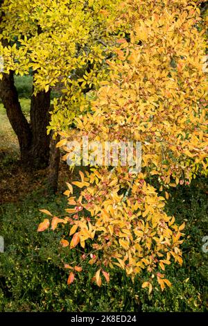 Herbst, Ulmus parvifolia Tree, Ulme, Herbst, Blätter, Laub, Pflanze, Saison Stockfoto