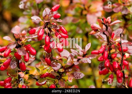 Berberis Bagatelle, Japanische Berberbeere, Berberis, Herbst, Früchte, Berberis thunbergii, Samen, Strauch, Zweig Stockfoto