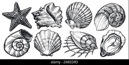 Skizze „Muschel“. Set mit Meerestieren. Seesterne, Muschel, Meeresmuschel. Meereskonzept. Unterwasserwelt Vektorgrafik Stock Vektor