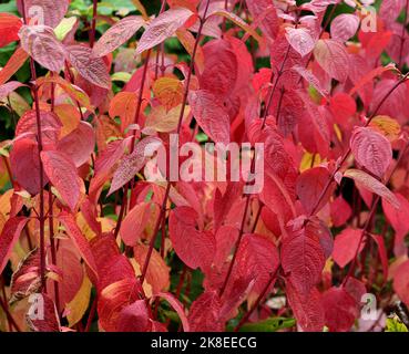 Nahaufnahme des lebendigen Herbstblätters des sibirischen Dogwood. Stockfoto