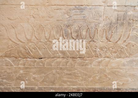 Ein altägyptisches Relief, das eine Szene eines Kuhschlachtens in Saqqara darstellt. altägyptische Hieroglyphen. Ägyptische Hieroglyphen an der Wand. Stockfoto