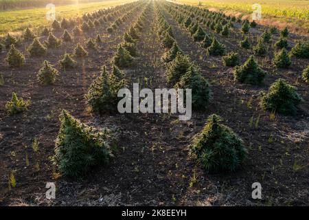 Luftaufnahme von großen Hanffeldern mit medizinischem Cannabis bei Sonnenuntergang Stockfoto