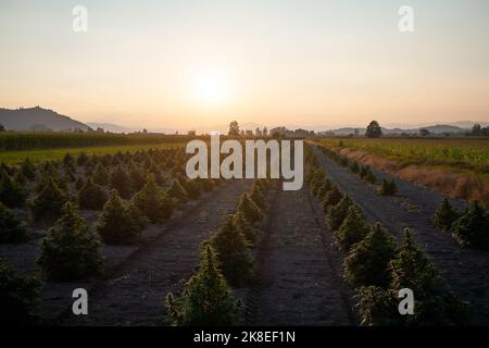 Luftaufnahme von großen Hanffeldern mit medizinischem Cannabis bei Sonnenuntergang Stockfoto