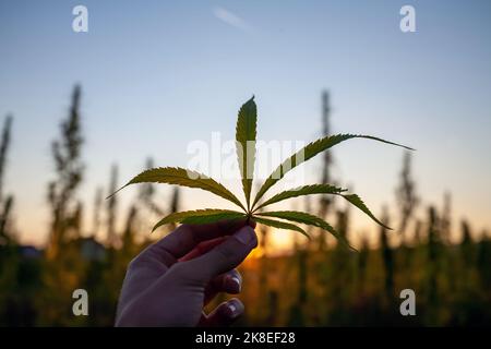 CBD-Hanfknospen mit Blättern, die bei einer Sommerbrise bei Sonnenuntergang auf der Plantage schwingen Stockfoto