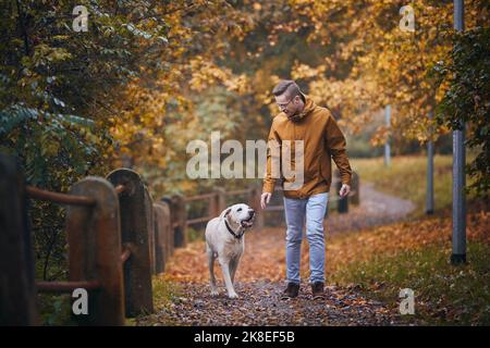 Mann mit Hund während des Herbsttages. Tierbesitzer, der mit seinem treuen labrador Retriever auf dem Fußweg läuft. Stockfoto