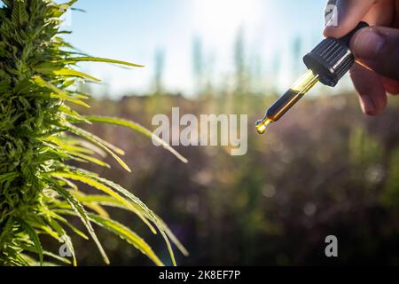 Farmer Hände, unter Hanfpflanzen auf dem Feld, öffnen Pipettenflasche und tropfende CBD-Öltropfen Stockfoto