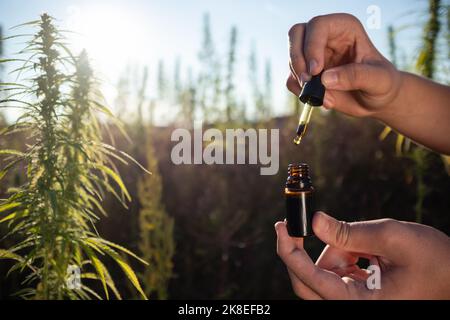 Farmer Hände, unter Hanfpflanzen auf dem Feld, öffnen Pipettenflasche und tropfende CBD-Öltropfen Stockfoto
