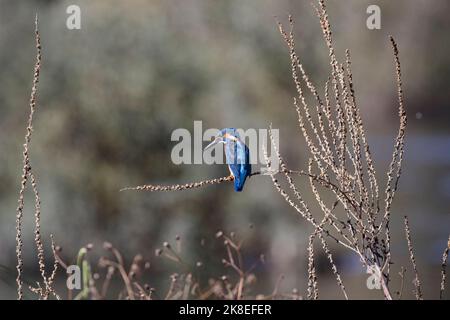 Gewöhnlicher Eisvögel während seiner Angeltätigkeit. Douro-Fluss, nördlich von Portugal. Stockfoto