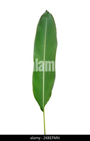 Bananenblätter auf weißem Hintergrund. Isolieren Stockfoto