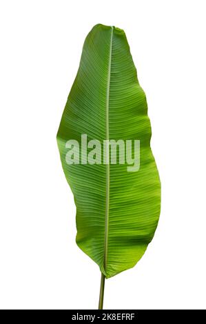 Bananenblätter auf weißem Hintergrund. Isolieren Stockfoto