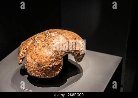 Kuching Malaysia 4. Sep 2022: Der Schädel 'Niah Lady' im Borneo Cultures Museum. Es war eine junge Dame von vor 35.000 Jahren Stockfoto