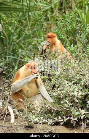 Die Familie der Proboscis-Affen (nasalis larvatus) in ihrem natürlichen Lebensraum Borneo Stockfoto