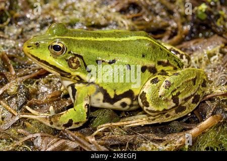 Schwimmfrosch (Pelophylax lessonae) in natürlichem Lebensraum Stockfoto