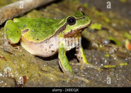 Europäischer Baumfrosch (Hyla arborea) Männchen in natürlichem Lebensraum Stockfoto