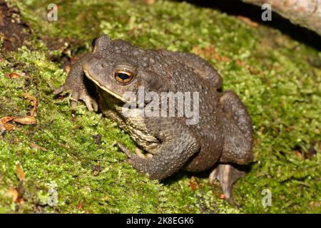 Europäische Kröte (Bufo bufo) in natürlichem Lebensraum Stockfoto
