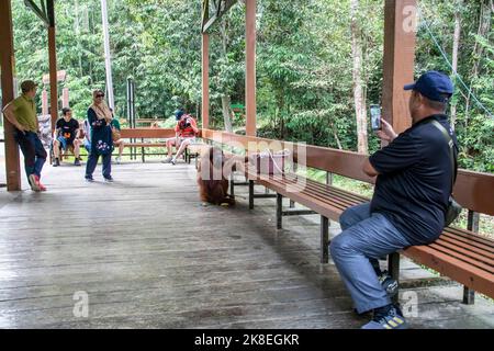 Kuching Malaysia: Ein Tourist fotografiert mit dem Smartphone einen wilden Bornean-Orang-Utan „Seduku“ im Semenggoh Wildlife Rehabilitation Center Stockfoto