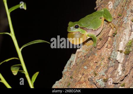 Quakendes Männchen des europäischen Baumfrosches (Hyla arborea) am Baumstamm in der Nacht Stockfoto