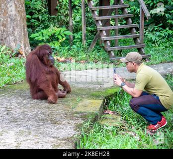 Kuching Malaysia : die Mitarbeiter fotografieren mit dem Smartphone einen wilden Borneanischen Orang-Utan 'Seduku' im Semenggoh Wildlife Rehabilitation Center Stockfoto