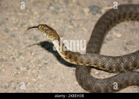 Würfelschlange (Natrix tessellata) in natürlichem Lebensraum Stockfoto