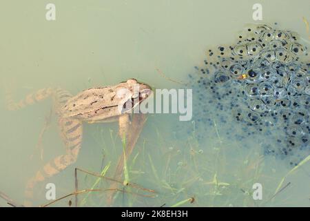 Agiler Frosch (Rana dalmatina) mit einem Gelege aus Eiern in natürlichem Lebensraum Stockfoto
