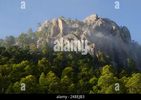 Klippe des Morro de Pajonales und Wald der Kanarischen Insel Kiefer Pinus canariensis im Nebel. Reserve von Inagua. Gran Canaria. Kanarische Inseln. Spanien. Stockfoto
