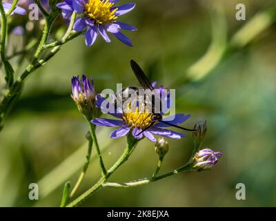 Eine japanische Campsomeriella annulata skoliidische Wespe sammelt Pollen und Nektar von Blumen entlang eines Straßenrands in der Nähe von Yokohama, Japan. Stockfoto