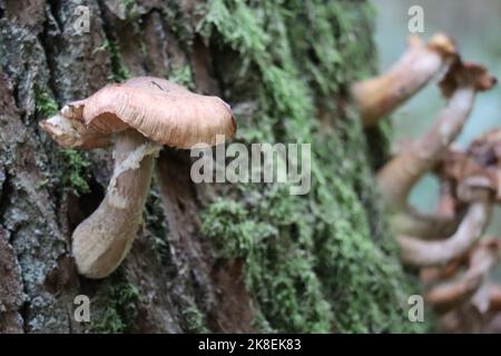 Dark Honey Fungus dient als Landeplatz für Gnats Stockfoto