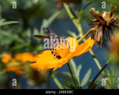 Eine japanische Campsomeriella annulata skoliidische Wespe sammelt Pollen und Nektar von Blumen entlang eines Straßenrands in der Nähe von Yokohama, Japan. Stockfoto