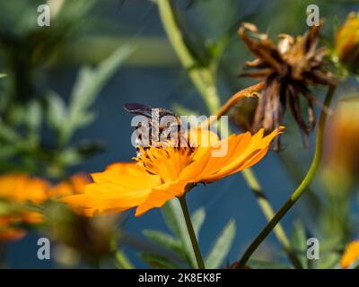 Eine japanische Campsomeriella annulata skoliidische Wespe sammelt Pollen und Nektar von Blumen entlang eines Straßenrands in der Nähe von Yokohama, Japan. Stockfoto