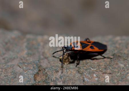 Mittelmeer-Rotwanze Scantius aegyptius Fütterung. El Toscon. Der Nublo Rural Park. Tejeda. Gran Canaria. Kanarische Inseln. Spanien. Stockfoto