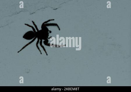 Unterseite Ansicht einer springenden Spinne auf einem Glas. Integral Natural Reserve von Inagua. Tejeda. Gran Canaria. Kanarische Inseln. Spanien. Stockfoto
