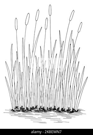 Schilfcattail Teich Grafik schwarz weiß See vertikal isoliert Skizze Illustration Vektor Stock Vektor