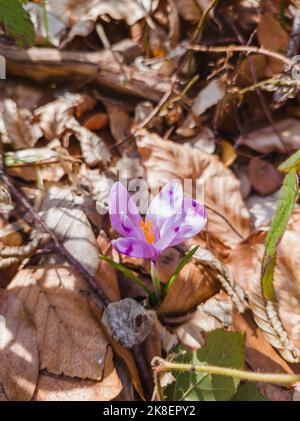 Wilde violette Krokusse blühen in ihrer natürlichen Umgebung. Crocus heuffelianus. Safran blüht. Crocus ist eine Gattung von blühenden Pflanzen in der Iris f Stockfoto