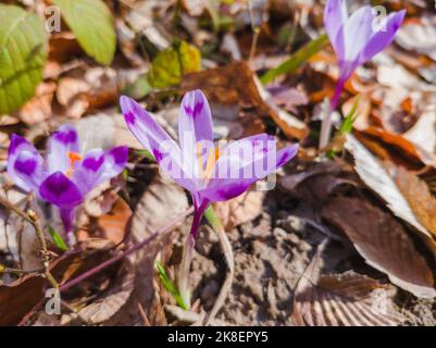 Wilde violette Krokusse blühen in ihrer natürlichen Umgebung. Crocus heuffelianus. Safran blüht. Crocus ist eine Gattung von blühenden Pflanzen in der Iris f Stockfoto