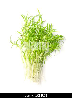 Ein paar frische Karotten-Microgreens. Verzehrfertige grüne Sämlinge, Triebe und junge Pflanzen aus gekeimtem Daucus carota, einem Wurzelgemüse. Stockfoto