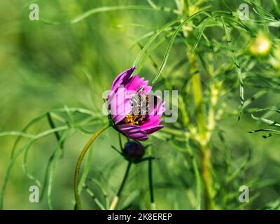 Eine japanische Campsomeriella annulata skoliidische Wespe sammelt Pollen und Nektar aus einer Gartenkosmos-Blume an einem Straßenrand in der Nähe einer Farm in Fujisawa, Japan Stockfoto