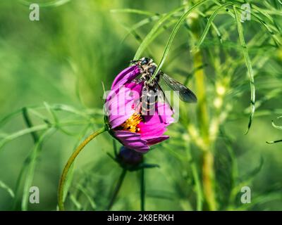 Eine japanische Campsomeriella annulata skoliidische Wespe sammelt Pollen und Nektar aus einer Gartenkosmos-Blume an einem Straßenrand in der Nähe einer Farm in Fujisawa, Japan Stockfoto