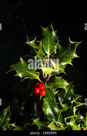 Nahaufnahme von Stechpalme und Beeren Stockfoto