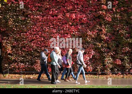 London, Großbritannien. 23 Oktober 2022 . Die Menschen gehen an der Virgina Creeper (Parthenocissus quinquefolia) vorbei, die die Wand der Admiralität auf Horse Guards bedeckt, die begonnen hat, Farbe zu bekommen.Quelle: amer ghazzal/Alamy Live News Stockfoto