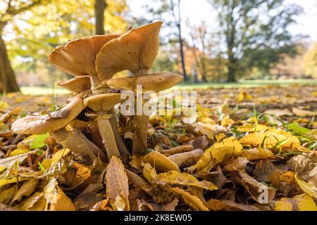 Bad Muskau, Deutschland. 23. Oktober 2022. Pilze stehen im Sonnenlicht entlang eines Gehwegs im Fürst Pückler Park in Bad Muskau. Ein beliebtes Ausflugsziel ist der rund 800 Hektar große Landschaftspark im englischen Stil in der Oberlausitz. Quelle: Frank Hammerschmidt/dpa/Alamy Live News Stockfoto